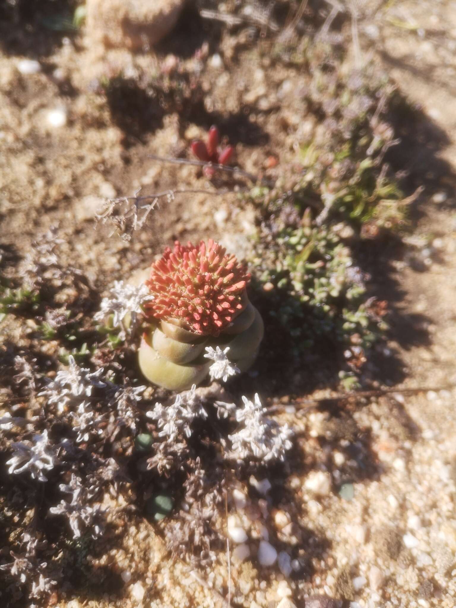 Слика од Crassula columnaris Thunb.