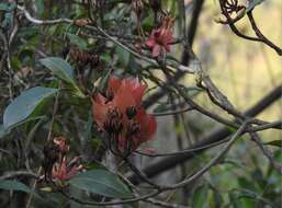 Image of Enkianthus quinqueflorus Lour.