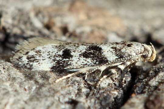 Image of Chionodes electella Zeller 1839