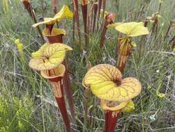 Image of <i>Sarracenia flava</i> var. <i>rubricorpora</i>