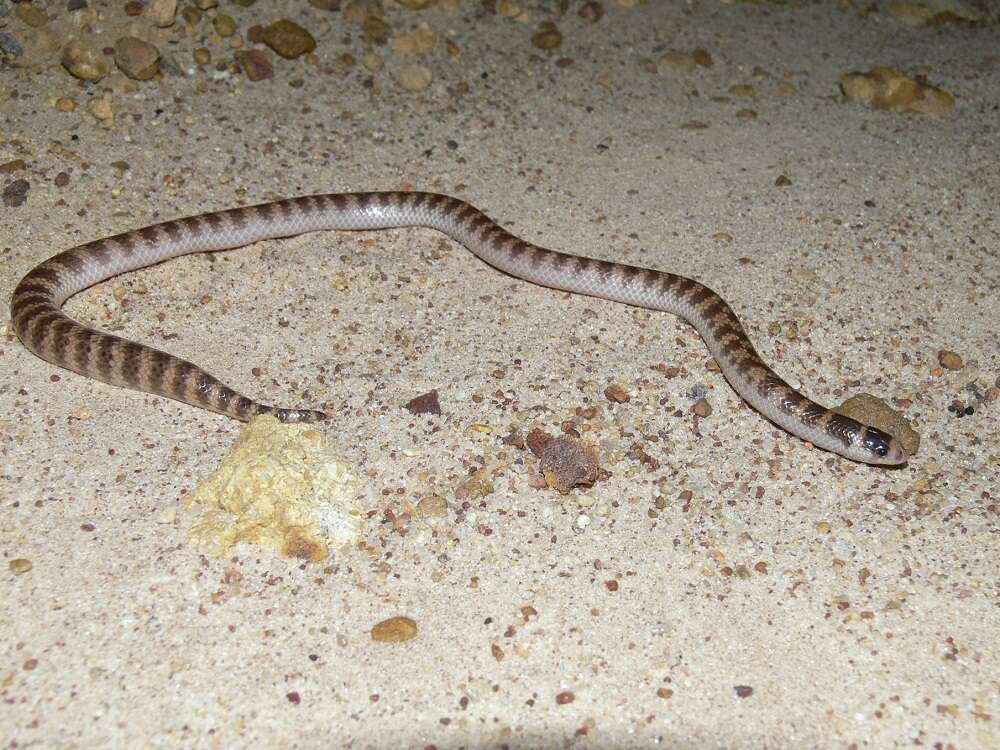 Image of Brachyurophis semifasciatus Günther 1863