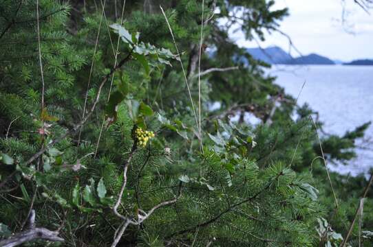 Image of Hollyleaved barberry