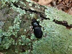 Image of Horned Passalus