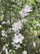 Imagem de Rhododendron ovatum (Lindl.) Planch. ex Maxim.