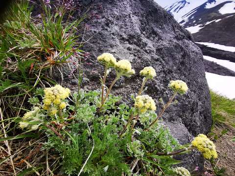 Plancia ëd Artemisia glomerata Ledeb.