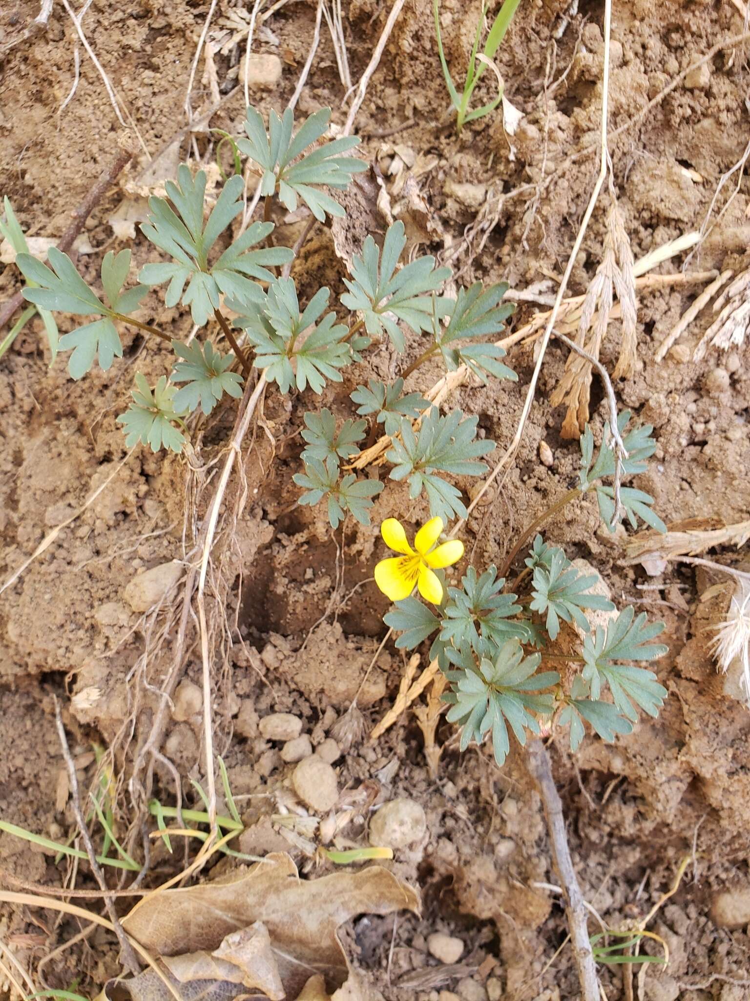 Image de Viola sheltonii Torr.