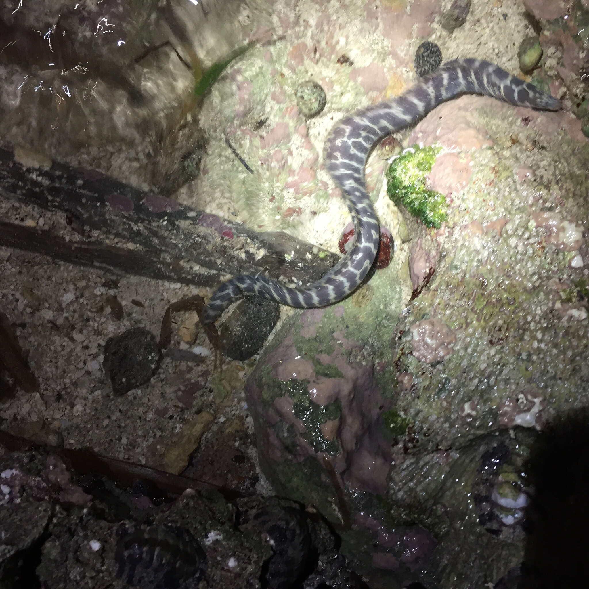 Image of Chain Moray Eel