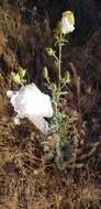 Image of southwestern pricklypoppy