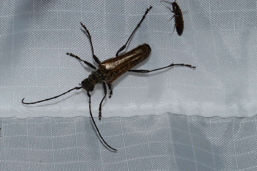 Image of Mottled Longhorned Beetle