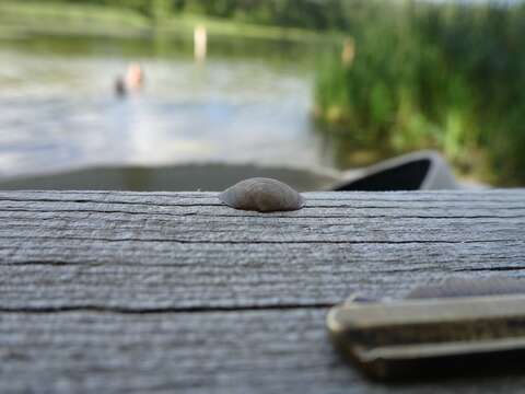 Image of Grooved Fingernail Clam