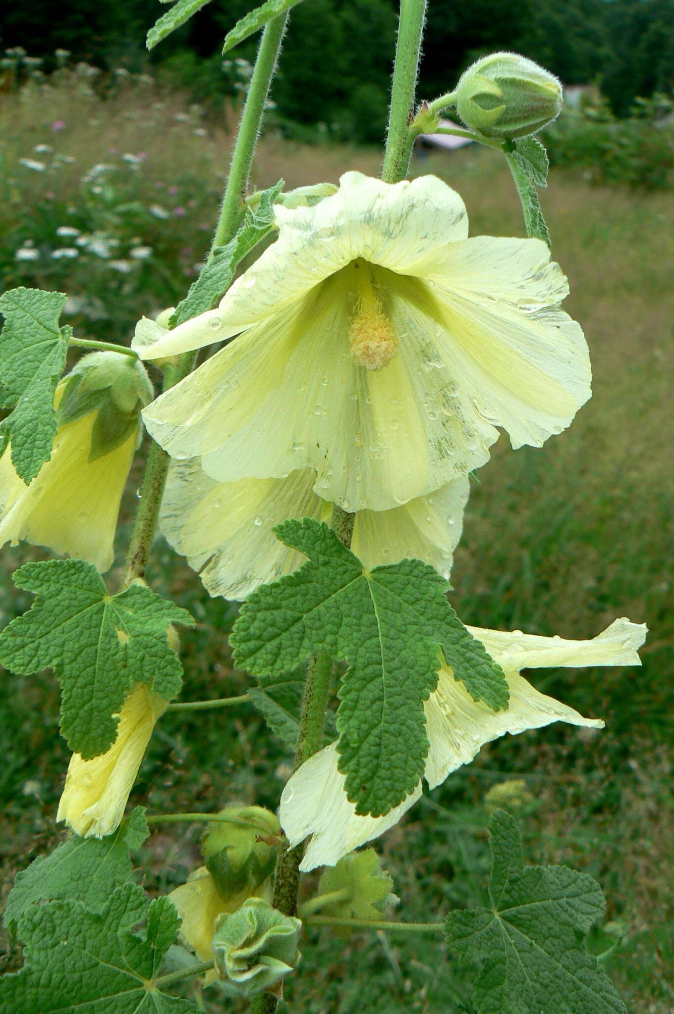 Image of Alcea rugosa Alef.