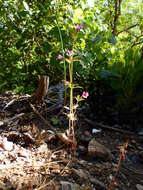 Image of Layne's monkeyflower