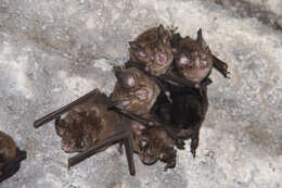 Image of Formosan Lesser Horseshoe Bat