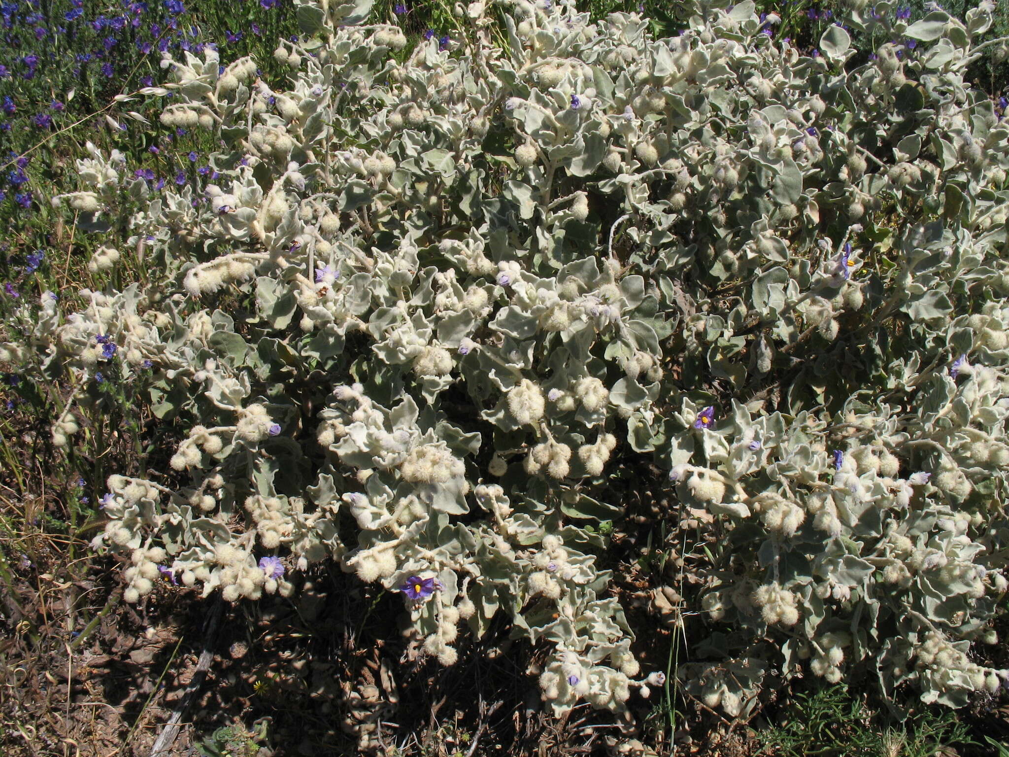 Image of Solanum lasiophyllum Dun.