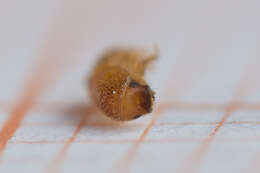 Image of Six-toothed spruce bark beetle