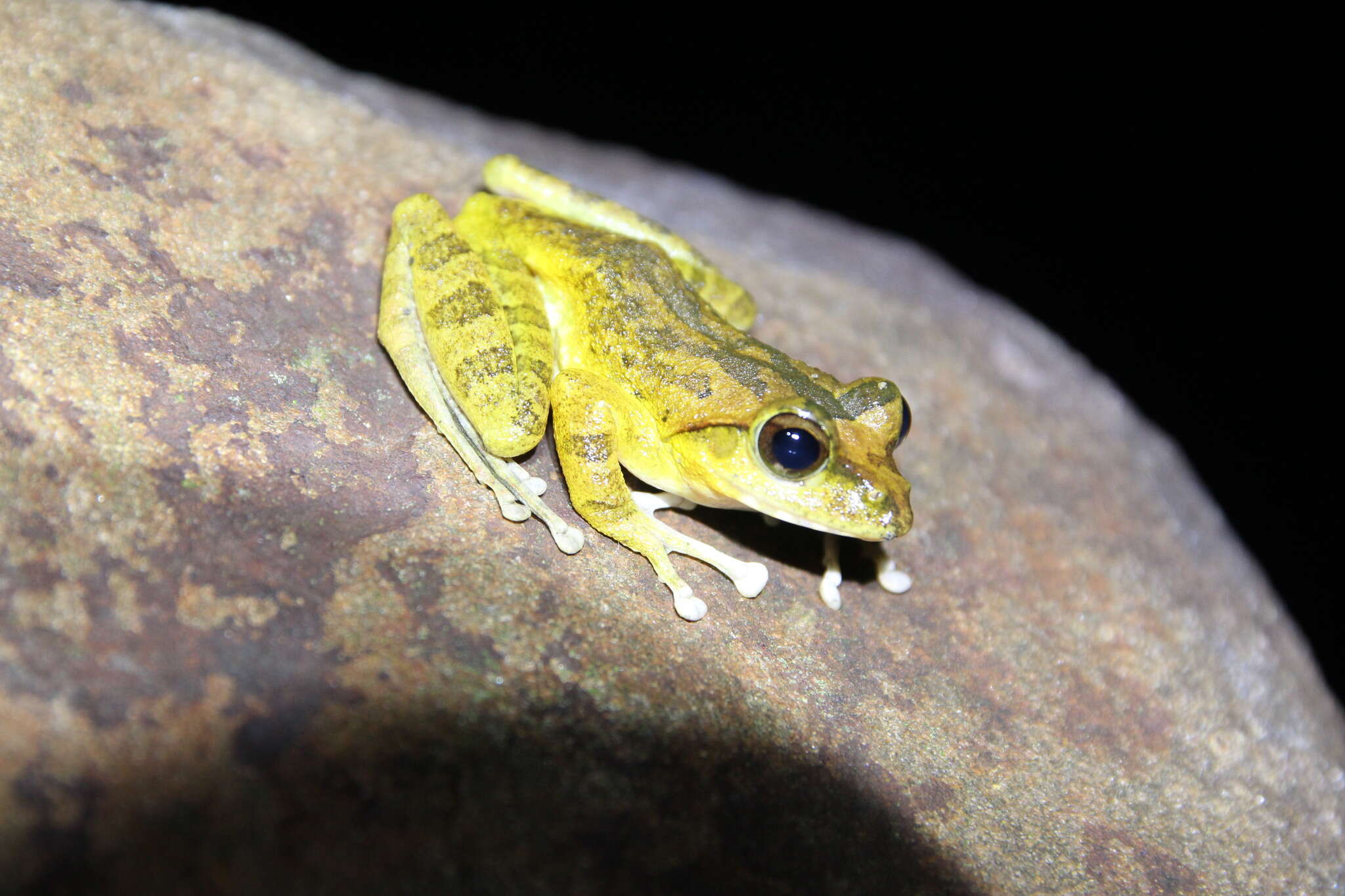 صورة Buergeria robusta (Boulenger 1909)