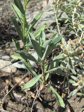 Image of Linum mucronatum subsp. armenum (Bordzil.) P. H. Davis