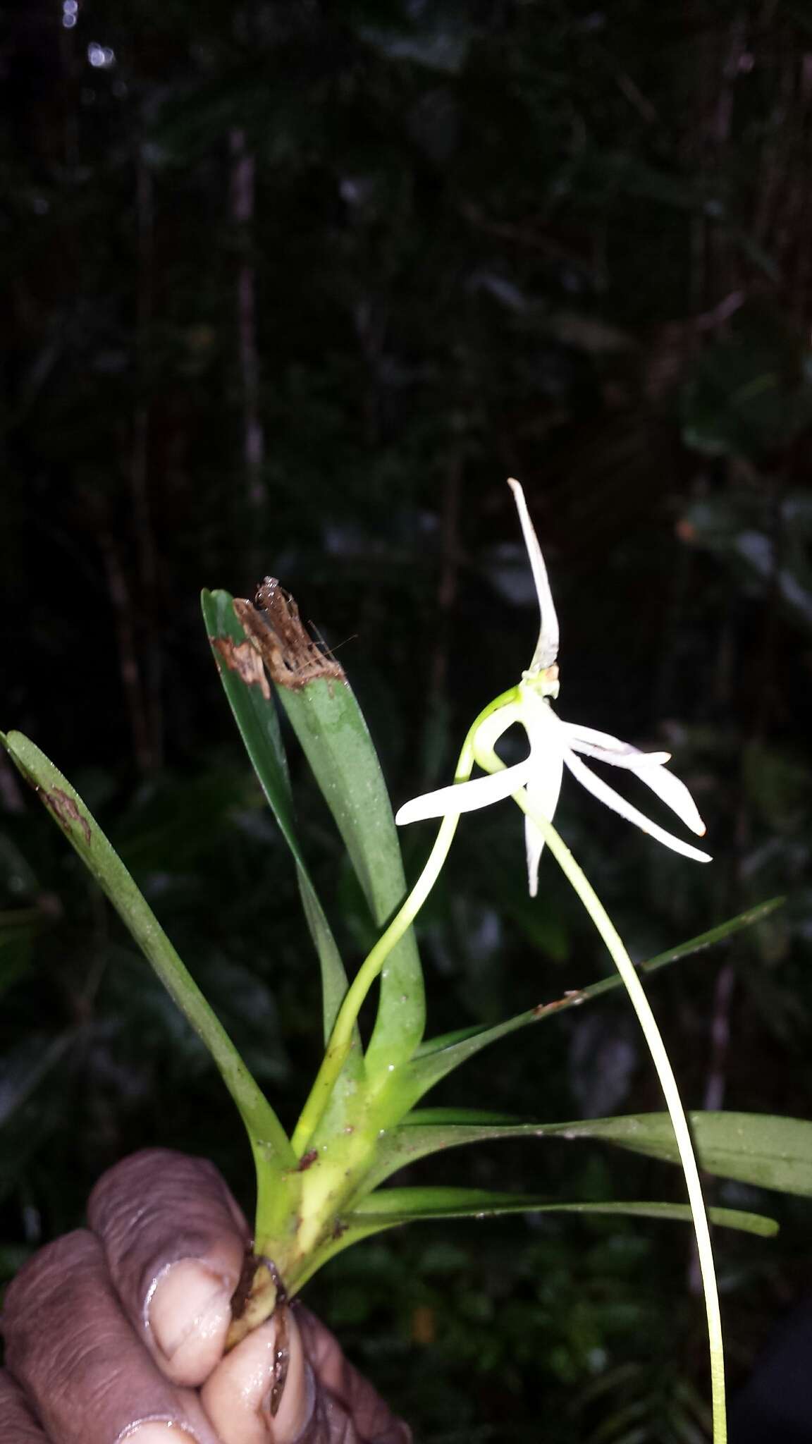 Image of Jumellea arborescens H. Perrier