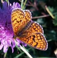 Plancia ëd <i>Melitaea deione</i>