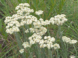 Sivun Helichrysum appendiculatum (L. fil.) Less. kuva