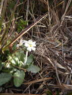 Image of Primula magellanica Lehm.