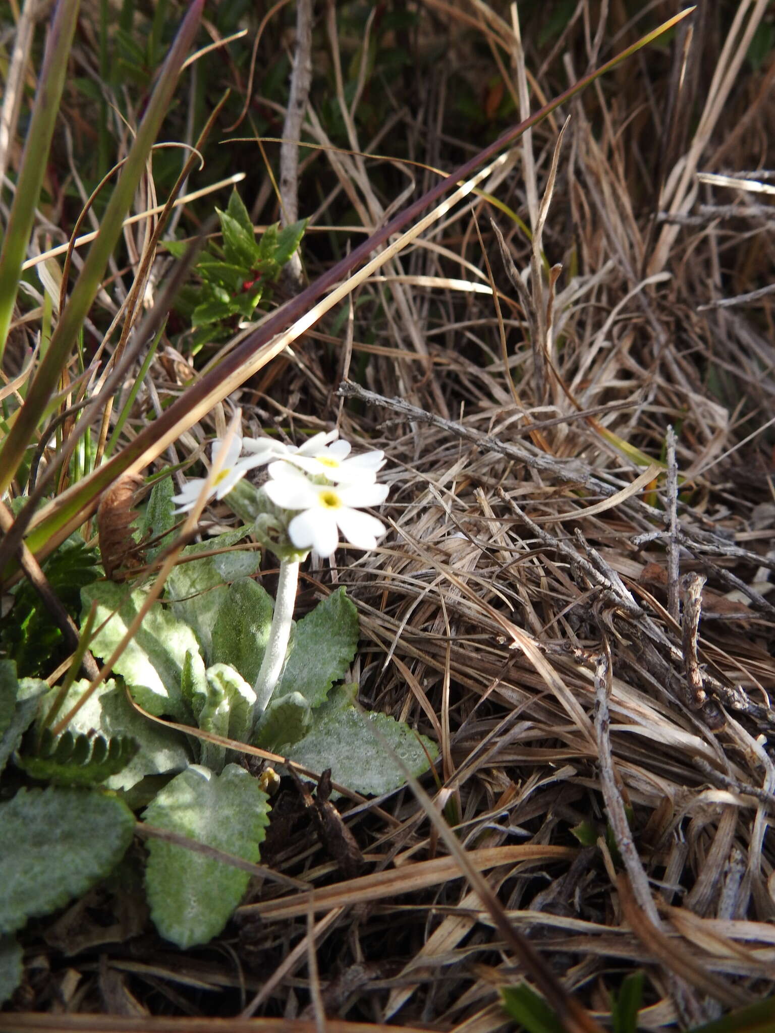 Image of Primula magellanica Lehm.