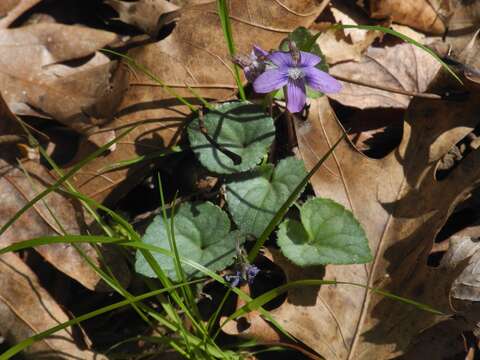 Viola hirsutula Brainerd的圖片