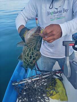 Image of Broom-tail Grouper