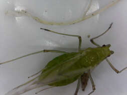 Image of pea aphid