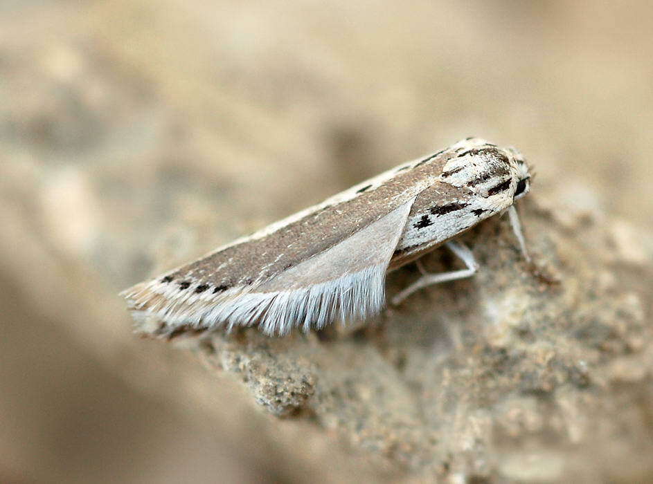 Image of Ethmia vittalbella Christoph 1877