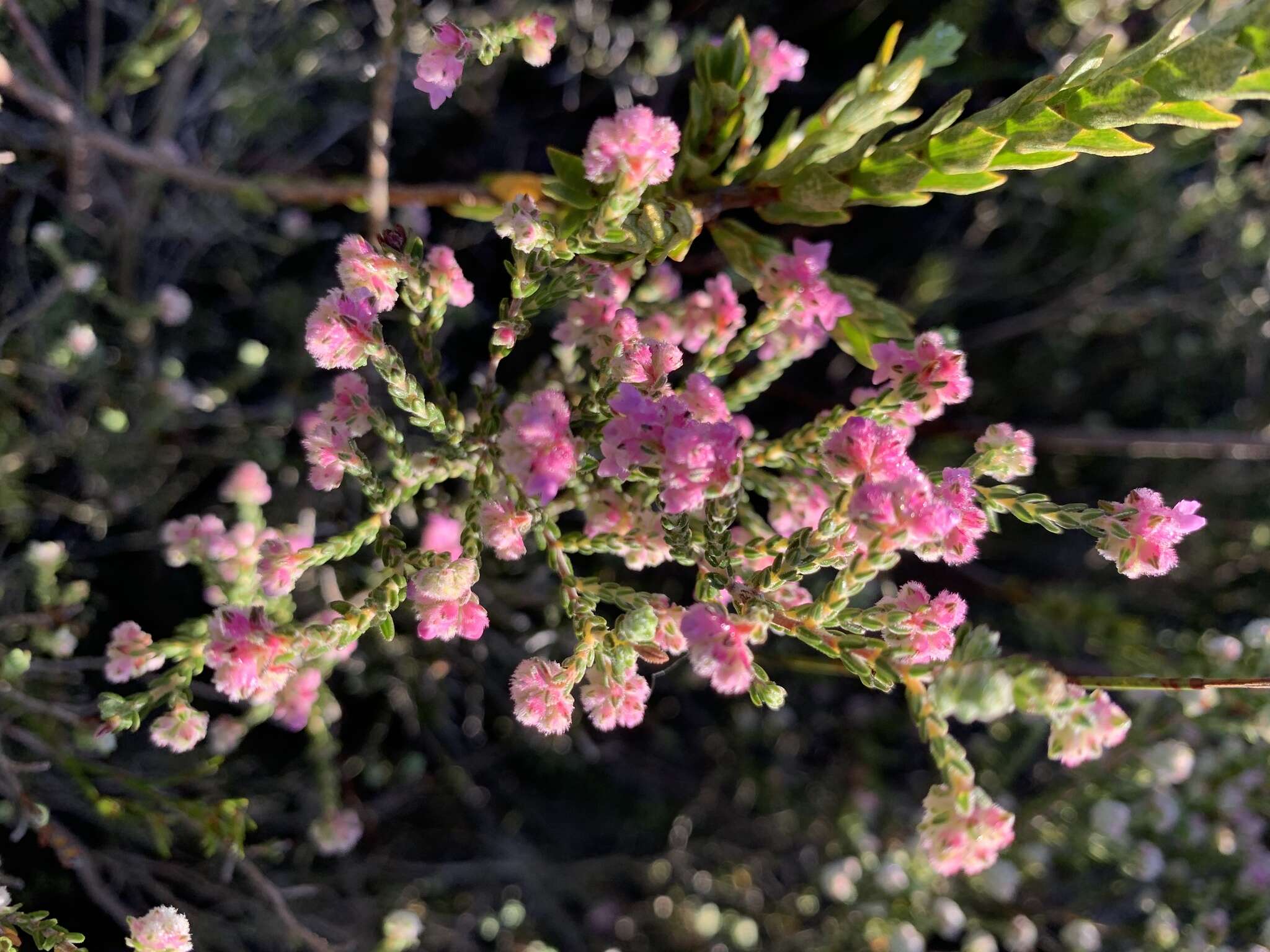 Image of Erica plumosa Thunb.