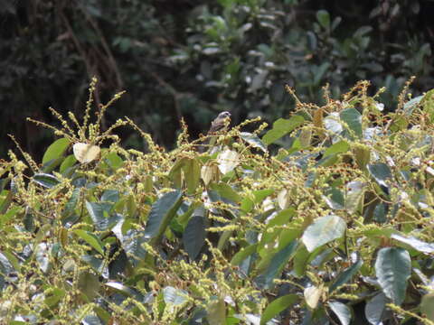 Image of Rufous-breasted Chat-Tyrant