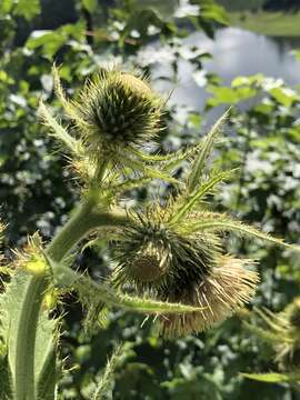 Image of Cirsium carniolicum Scop.