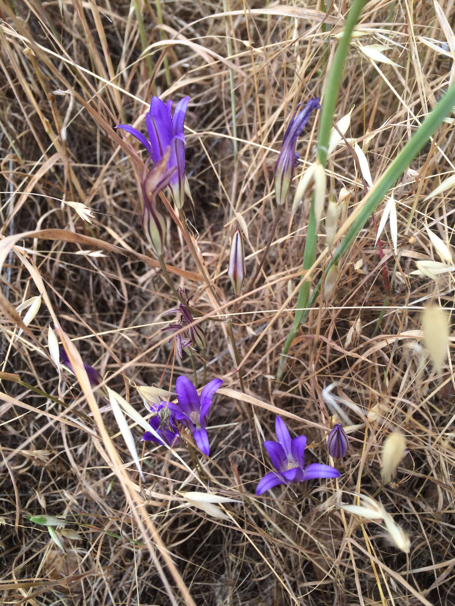 Image of harvest brodiaea