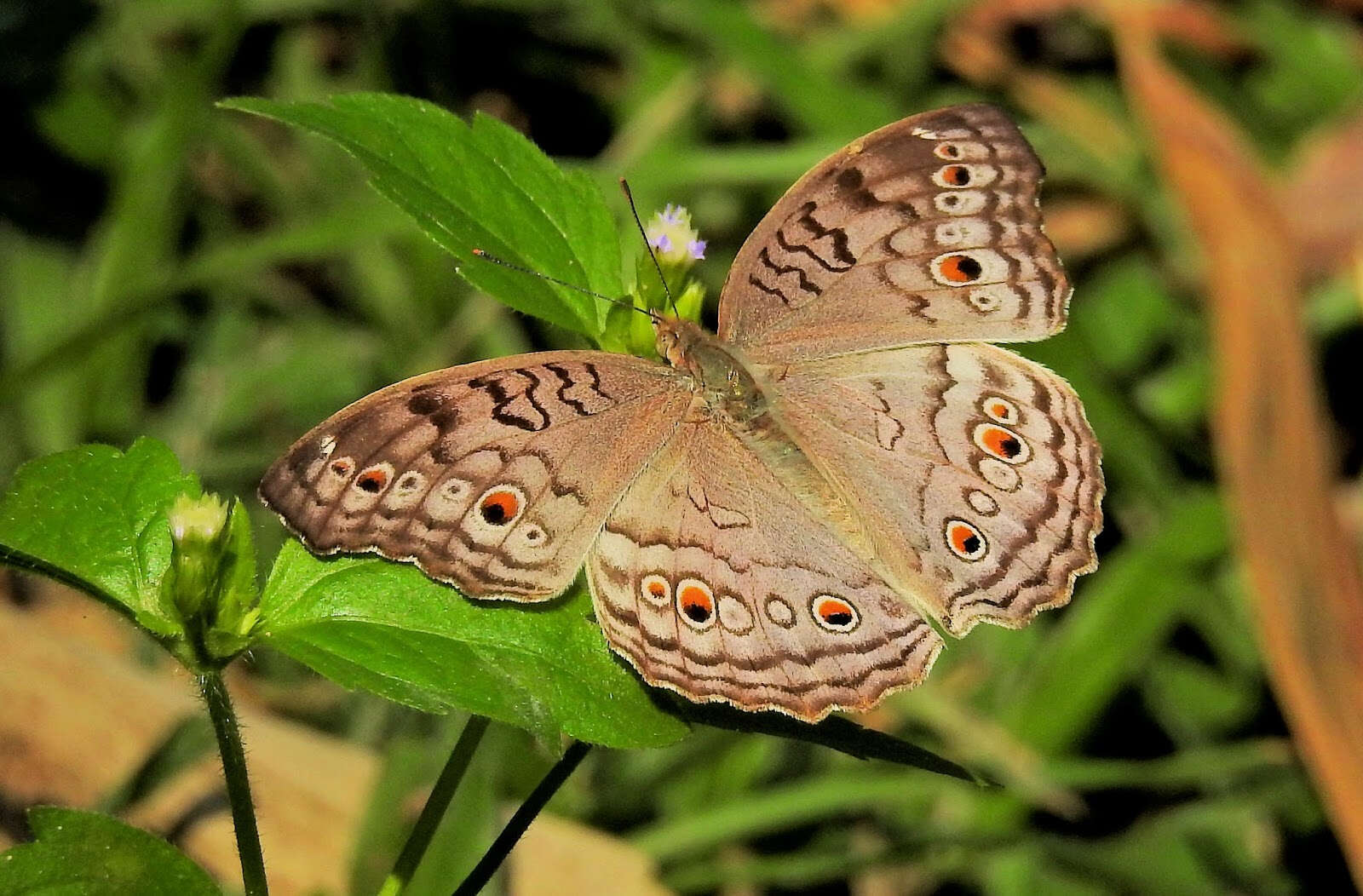 Image of Grey Pansy Butterfly