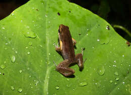 Image of Deli Little Pygmy Frog