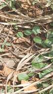 Image of Ceropegia pulchellior Bruyns