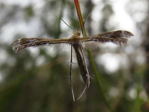 Stangeia xerodes (Meyrick 1886) resmi