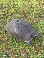 Image of Alabama Redbelly Turtle