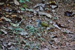 Image of White-striped Warbler