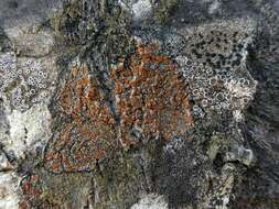 صورة Caloplaca ferruginea (Huds.) Th. Fr.