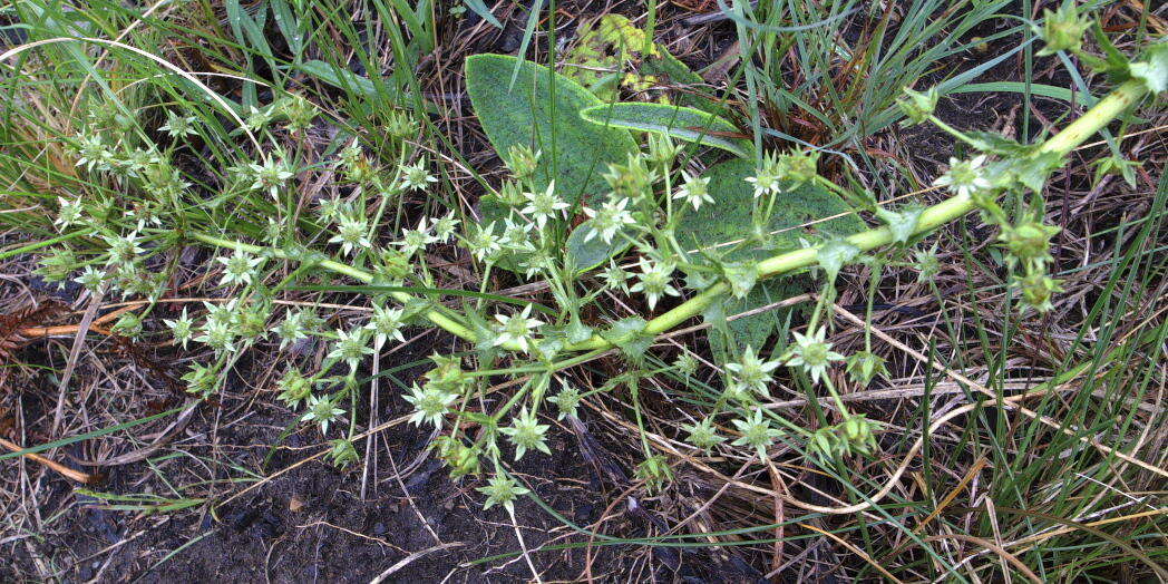 Image of Alepidea setifera N. E. Br.