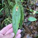 Image of Pleurothallis dewildei Luer & R. Escobar