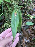 Image of Pleurothallis dewildei Luer & R. Escobar