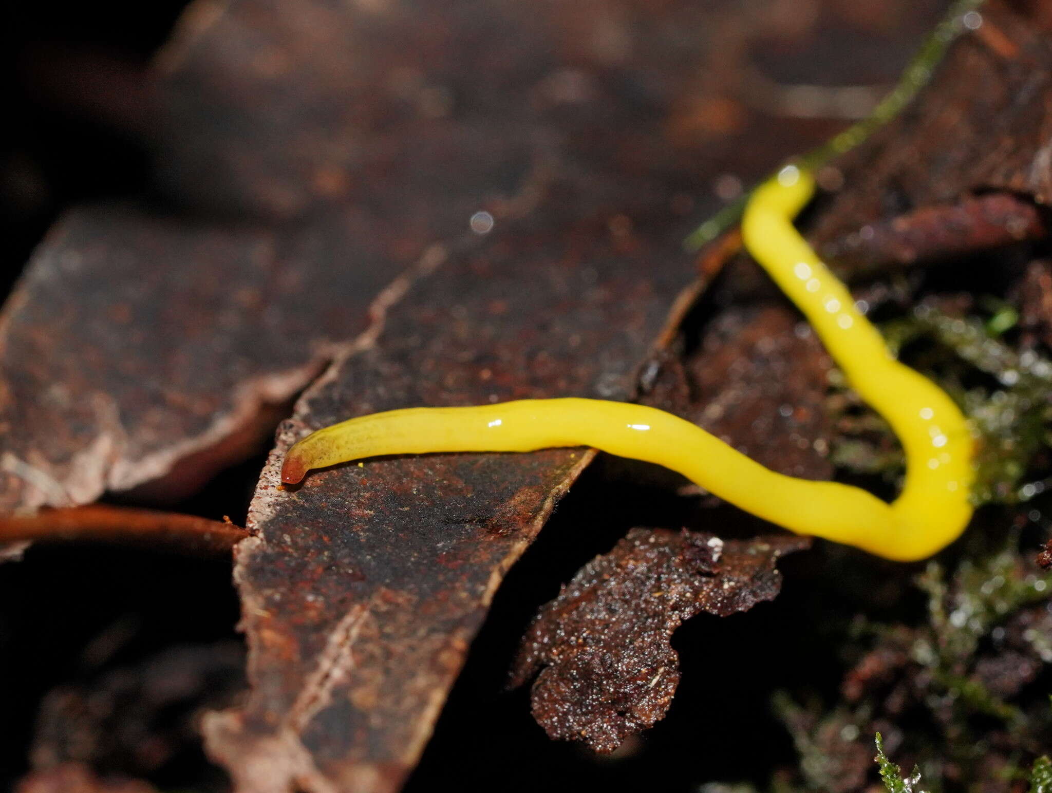 Image of Fletchamia sugdeni (Dendy 1891)