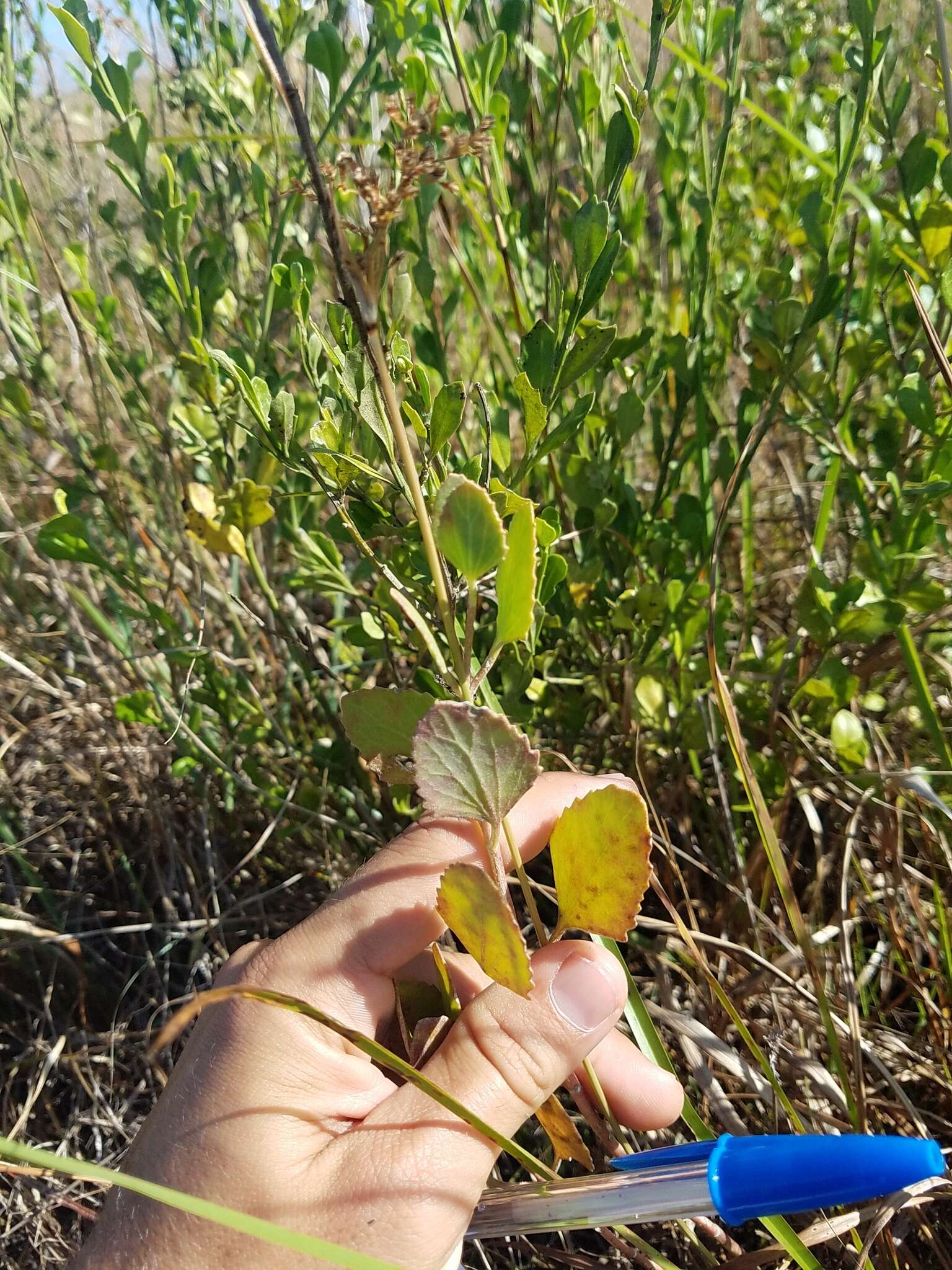 Image of semaphore thoroughwort