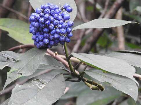 Image of Hydrangea febrifuga (Lour.) Y. De Smet & Granados