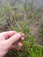 Image of Hakea incrassata R. Br.