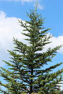 Image of Fraser Fir