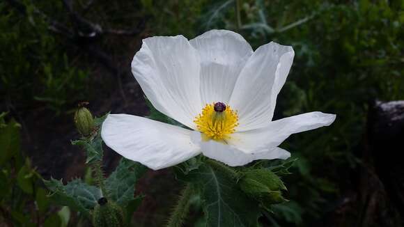 Image of Hawaiian prickly poppy